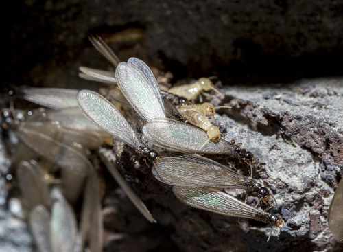 Connecticut Termite Swarms