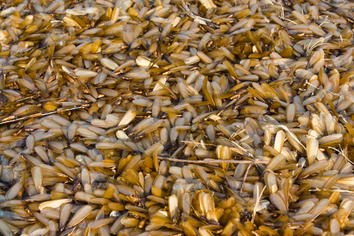 Connecticut Termite Swarms