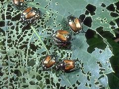 Image result for skeletonized japanese beetle