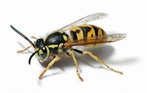 Image result for wasp image