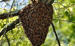 Image result for beehive picture