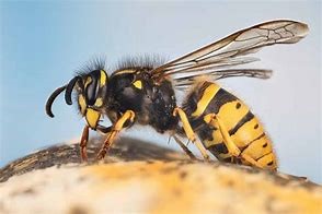Image result for yellow jacket image
