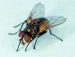 Image result for house flies
