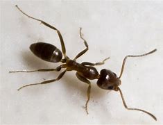 Image result for argentine ant image