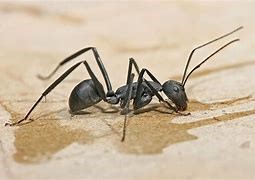 Image result for carpenter ant image