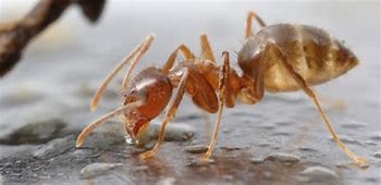 Image result for crazy ant image