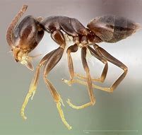 Image result for codorous house ant image