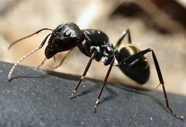 Image result for pavement ant image