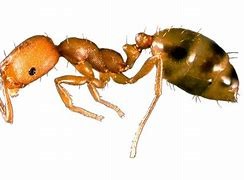 Image result for pharoh ant image