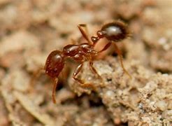 Image result for imported red fire ant image