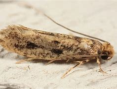 A picture containing ground, insect, sand, sandy

Description automatically generated