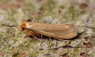 Image result for clothes moth