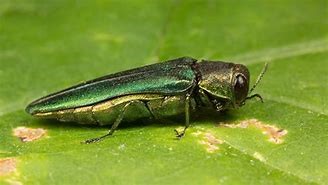 Image result for emarld ash wood Borer