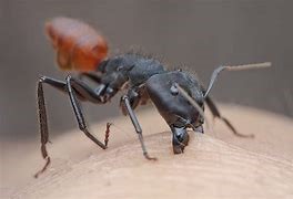 Image result for carpenter ant
