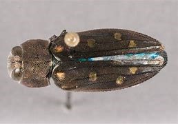 Image result for Flat Headed Wood Borer