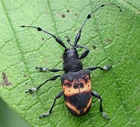 Image result for long-horned beetles image