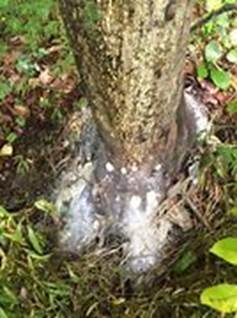 A tree trunk with white spots
AI-generated content may be incorrect.